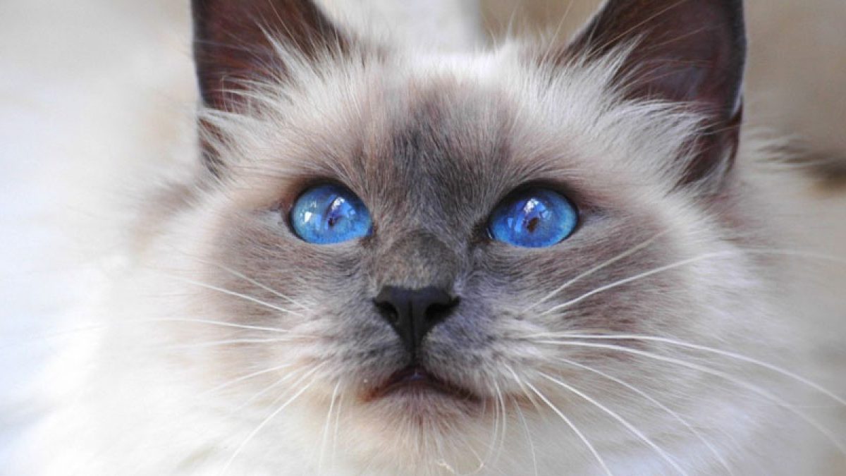 Mèo Xiêm có đôi mắt xanh hút hồn