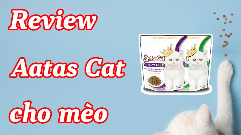 Review Aatas Cat